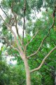 Eucalyptus citronnelle. E. citriodora. Australie. Myrtaceae. 25m